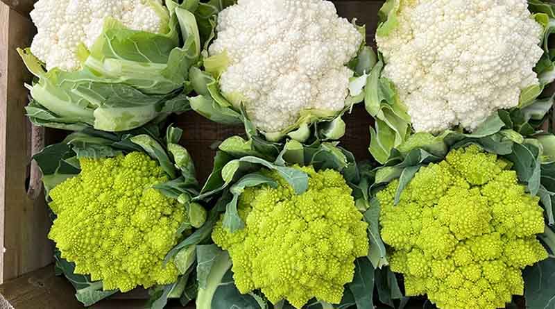 These seven brassica specialties tick the right boxes