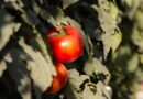 Local Trials, Tailored Genetics in Open Field Tomato Production