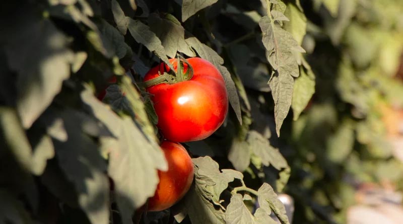 Local Trials, Tailored Genetics in Open Field Tomato Production