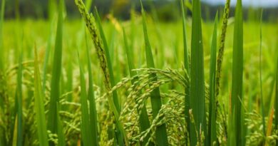 45 Notified Varieties Of Basmati Rice in India