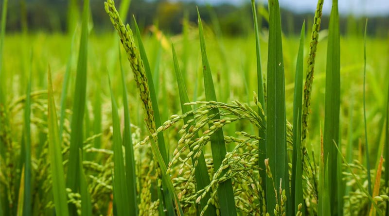 45 Notified Varieties Of Basmati Rice in India