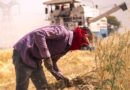 Betul Tragedy: Promoting Safe Practices in Wheat Threshing