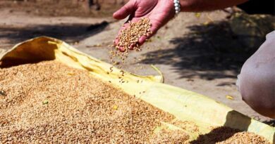 Important Safety Measures That Farmers Should Keep in Mind During Wheat Threshing?
