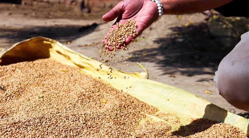 Important Safety Measures That Farmers Should Keep in Mind During Wheat Threshing?