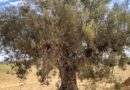 Tunisia’s Olive Groves : Soil Health And Carbon Sequestration
