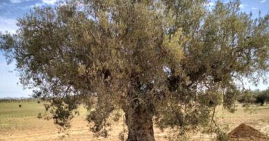 Tunisia’s Olive Groves : Soil Health And Carbon Sequestration