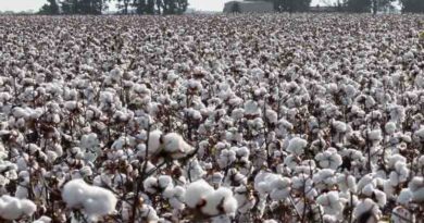 Ginning up a Market for U.S. Cotton in Bangladesh