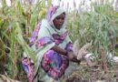 UN Statistical Commission approves the creation of standalone food security and nutrition domain