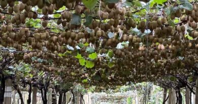 50% increase in crop output in the highest-yield kiwi block on Gold Tree Farms