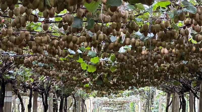 50% increase in crop output in the highest-yield kiwi block on Gold Tree Farms