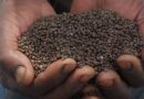 Upcoming Africa Fertilizer And Soil Health Summit Charts A Productive Path For African Agriculture