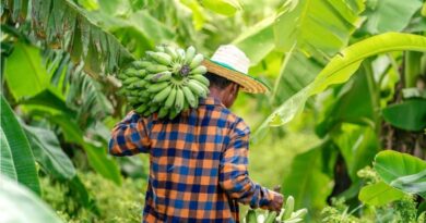 World Banana Forum prepares for 4th Global Conference amid multiple challenges