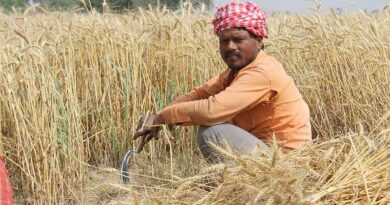 Farmers of Madhya Pradesh Can Now Register for Wheat Procurement on MSP till March 6