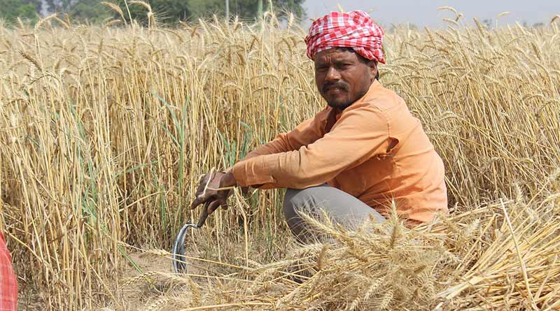 Farmers of Madhya Pradesh Can Now Register for Wheat Procurement on MSP till March 6