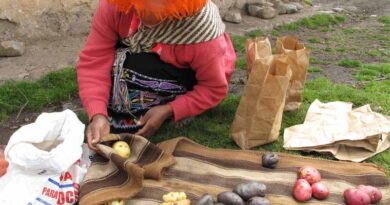 FAO Guide to New International Day of Potato Sets Scene for First-ever Observance on May 30