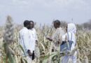 Sudan: Cereal Production Down by Over 40 Percent, Likely Exacerbating Hunger