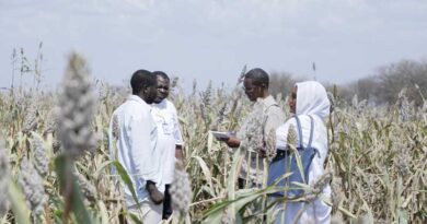 Sudan: Cereal Production Down by Over 40 Percent, Likely Exacerbating Hunger