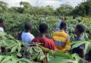 Crop Success Celebrated in Zambia After Farmers Plant Virus-free Cassava Cuttings