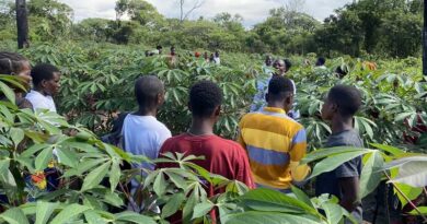 Crop Success Celebrated in Zambia After Farmers Plant Virus-free Cassava Cuttings