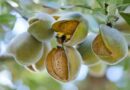 Acadian Plant Health™ California Almond Study Shows Biostimulants Improved Water Use Amid Record Regional Temperatures