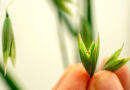 GRDC Launches Industry-driven Research Consortium to Capitalise on Growing Global Oat Market