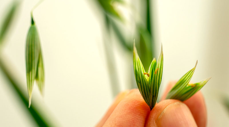 GRDC Launches Industry-driven Research Consortium to Capitalise on Growing Global Oat Market