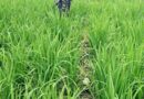 Rising Yields: Makerere University’s Trial Networks Propel Upland Rice Farmers To Success