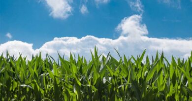 Mexico Delays Implementation of GMO Corn Import Ban until 2025