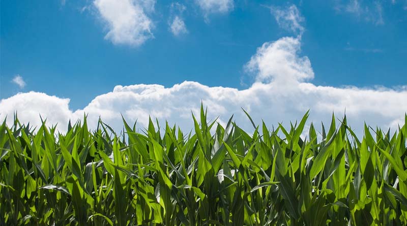 Mexico Delays Implementation of GMO Corn Import Ban until 2025