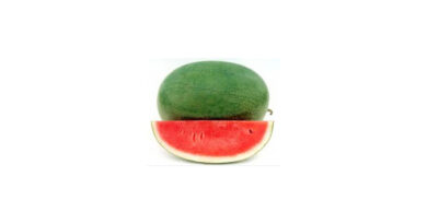 Known-You Seed Watermelon Variety Jannat