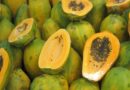 Common Papaya Disorders: A Comprehensive Guide