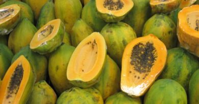 Common Papaya Disorders: A Comprehensive Guide
