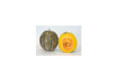 Known-You Seed Winter Squash Variety Deesha