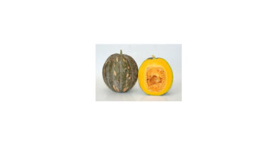 Known-You Seed Winter Squash Variety Deesha