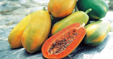 Known-You Seed Papaya Variety Red Lady