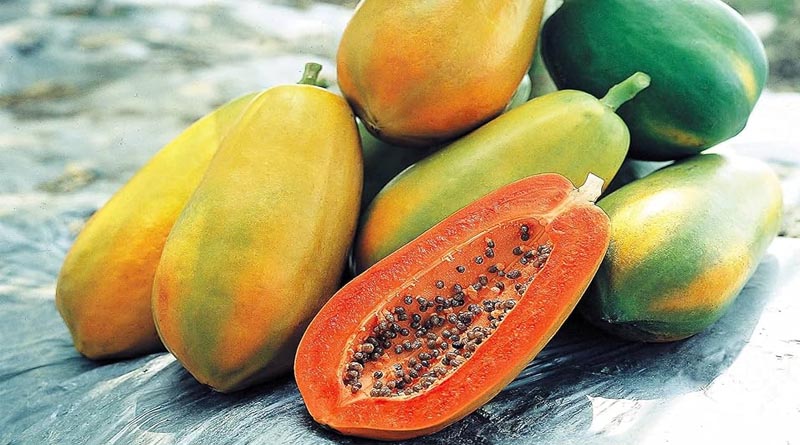 Known-You Seed Papaya Variety Red Lady