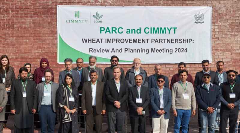 Unlocking the power of collaboration in global wheat science