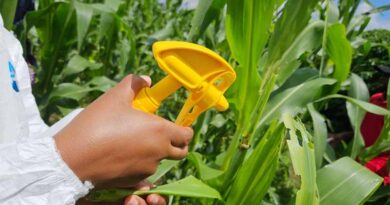 Team of Global Experts to Develop Beneficial Nematode-based Biocontrol Solution to Fall Armyworm