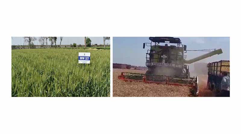 DBW 327 (Karan Shivani) wheat variety sets new yield records in Punjab and Haryana