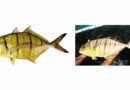 Breakthrough in Mariculture: ICAR-CMFRI Achieves Captive Breeding of High-value Marine Fish Golden Trevally