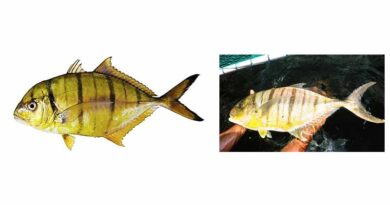 Breakthrough in Mariculture: ICAR-CMFRI Achieves Captive Breeding of High-value Marine Fish Golden Trevally
