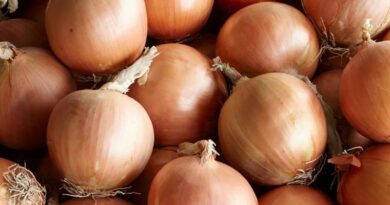 How to Maximize Onion Yield Potential in Three Steps