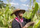 FAO warns of maize shortfall across Southern Africa