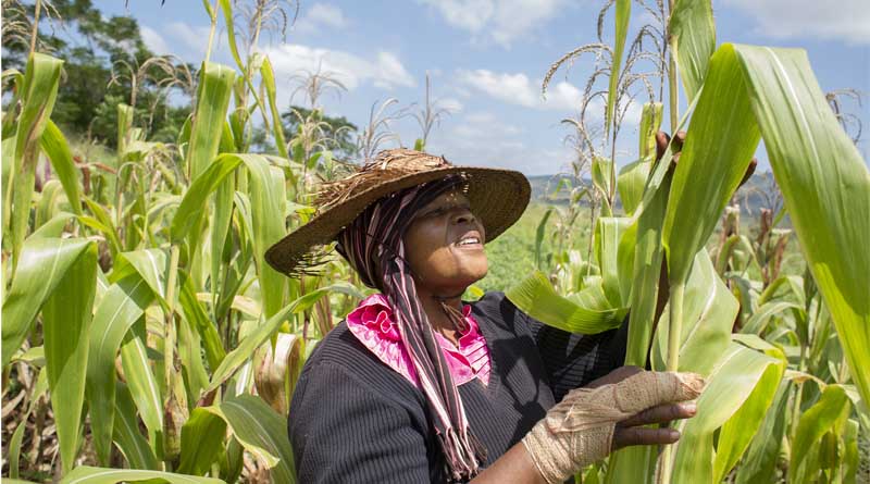 FAO warns of maize shortfall across Southern Africa