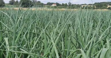 Onion downy mildew risk rising