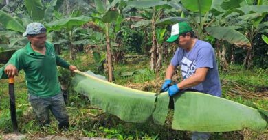Impact of the new EU organic regulation on the organic sector in Ecuador – Results of a recent FiBL study