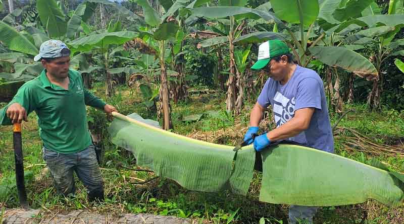 Impact of the new EU organic regulation on the organic sector in Ecuador – Results of a recent FiBL study