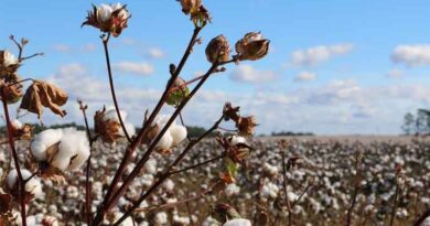 Need Better R&D, Higher Acreage to Meet Cotton Demand: Seed Industry