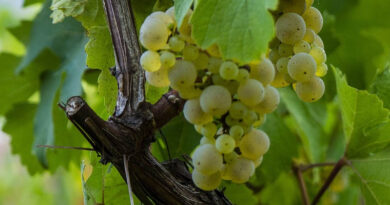 Cumbum Valley: A Thriving Hub for Muscat Hamburg Grape Cultivation in India