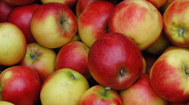 Alarm Bells Ring for Apple Growers in Kashmir Amidst Plummeting Prices